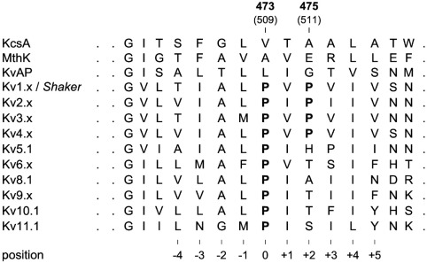 Alignment of the S6 segment of Kv channels.